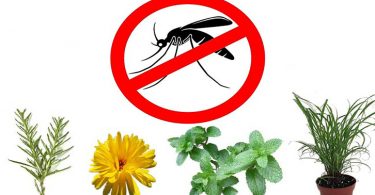 11 Plantes Anti-Moustique Que Vous Devriez Avoir Chez Vous