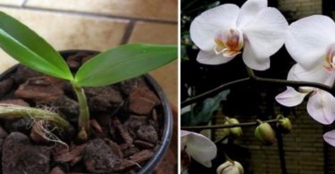 Voici les secrets pour faire refleurir une orchidée fanée