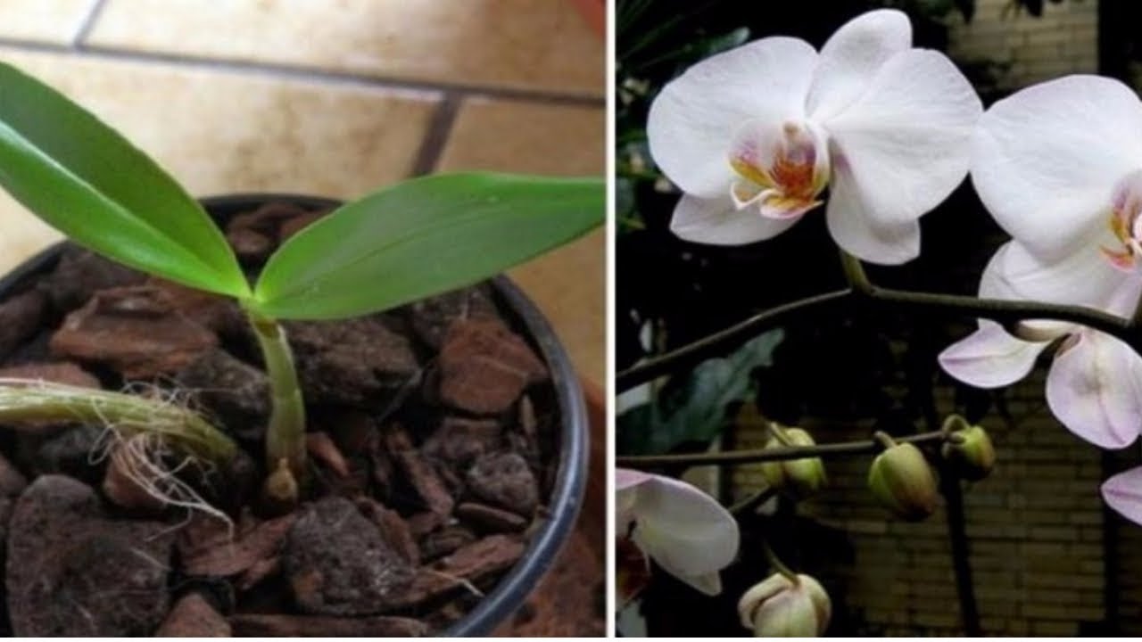 Voici les secrets pour faire refleurir une orchidée fanée