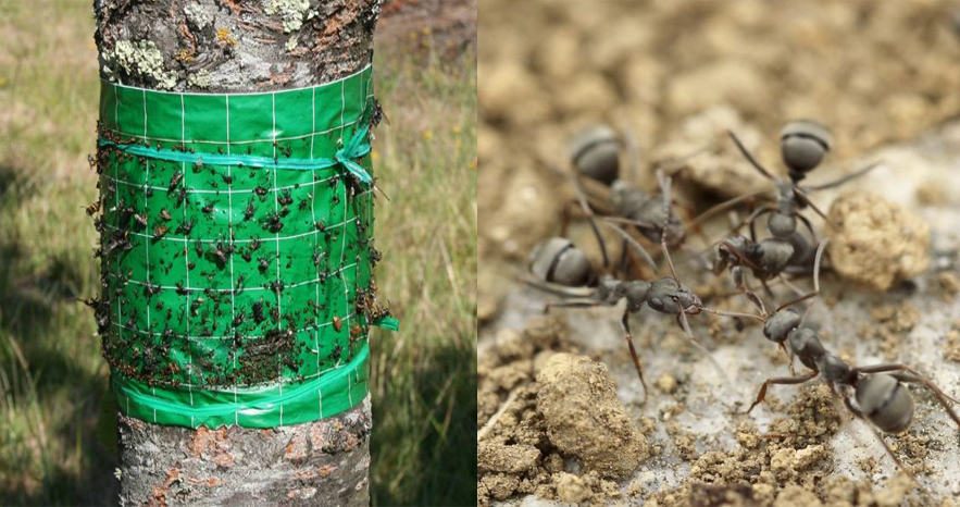 Fourmis au jardin : faut-il vraiment lutter, pourquoi, comment, nos reponses !