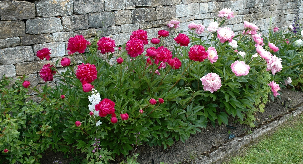 Planter des pivoines ou, quand et comment ?