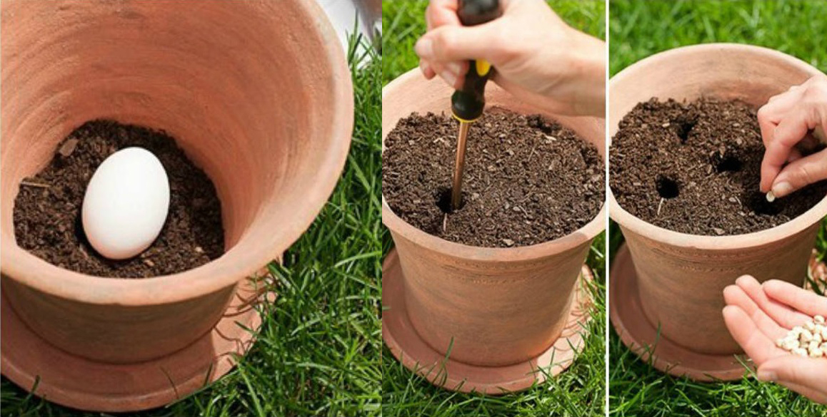 Pourquoi faut-il planter un œuf cru dans vos pots de fleurs