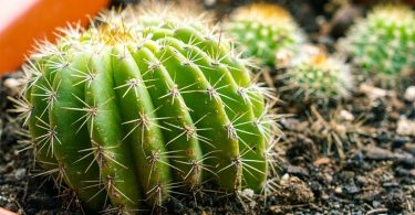 6 Conseils Pour Bien Entretenir un Cactus