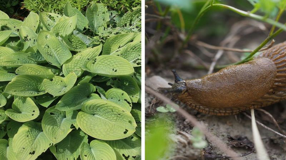 Cendre de bois : comment l'utiliser au jardin, en 10 questions-réponses