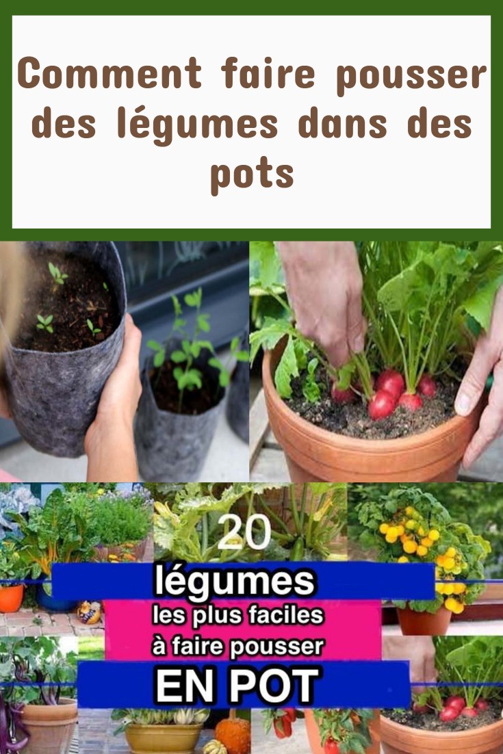 Comment faire pousser des légumes dans des pots - Bon a Savoir