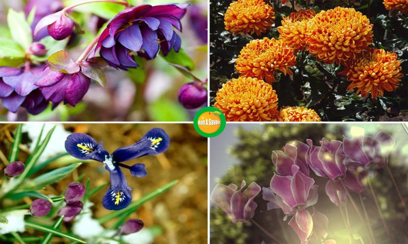 15 fleurs pour embellir votre hiver !
