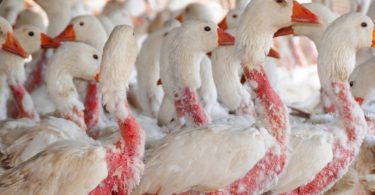 Scandale des doudounes Moncler : Plumage d’oies vivantes