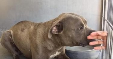 Un pitbull sauvé d’un ring de combats de chiens reçoit de l’amour pour la première fois