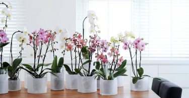 Comment Prendre Soin D'une Orchidée À La Maison