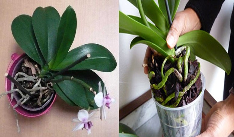 Pourquoi les racines de l'orchidée débordent du pot ?