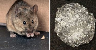 La bonne astuce au bicarbonate de soude pour empêcher les souris et les rats d’entrer dans votre maison