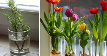 10 fleurs et plantes que vous pouvez facilement cultiver dans un verre d’eau pour que votre maison sente toujours bon