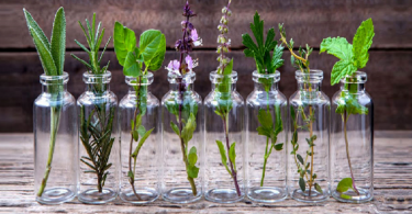 10 plantes que vous pouvez faire pousser chez vous dans une bouteille d’eau