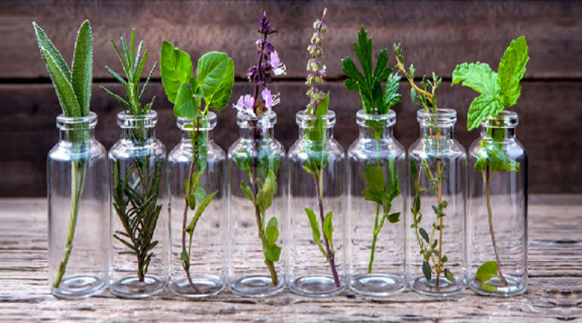 10 plantes que vous pouvez faire pousser chez vous dans une bouteille d’eau