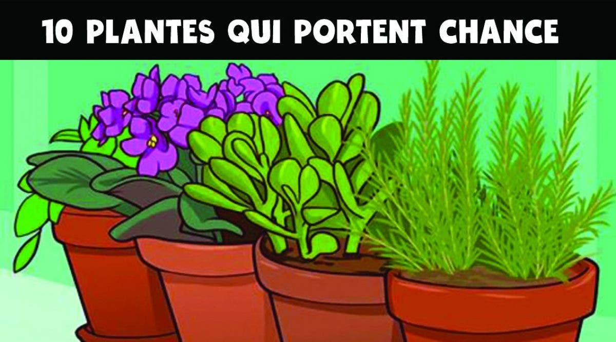 10 plantes qui portent chance et apportent une énergie positive dans la maison