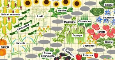 Pas de tomates à côté de vos concombres : Les secrets de jardinage pour une plantation et un potager plus productifs