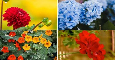 7 fleurs faciles à entretenir pour votre jardin à la maison