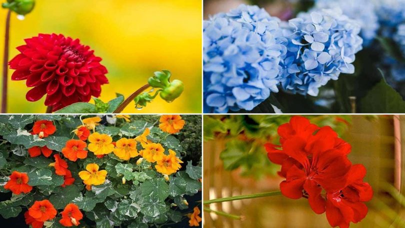 7 fleurs faciles à entretenir pour votre jardin à la maison