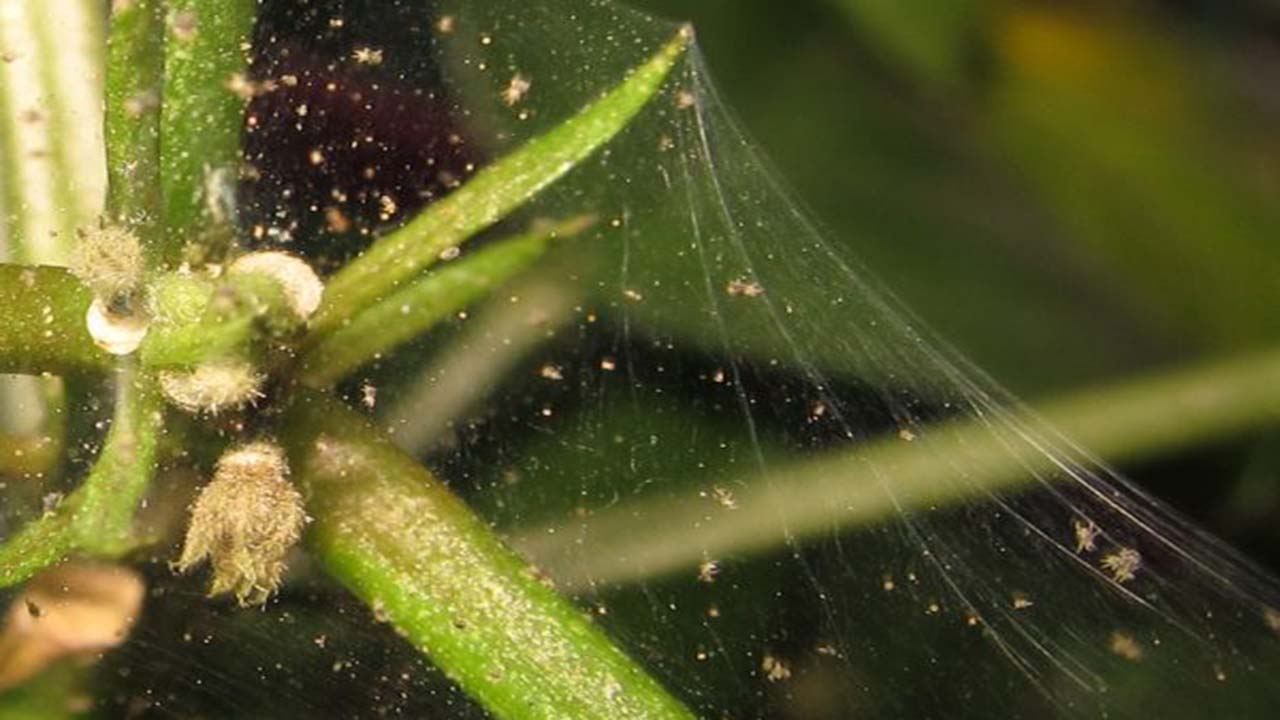 Acariens des Plantes : 7 Astuces Pour S’en Débarrasser Au Naturel