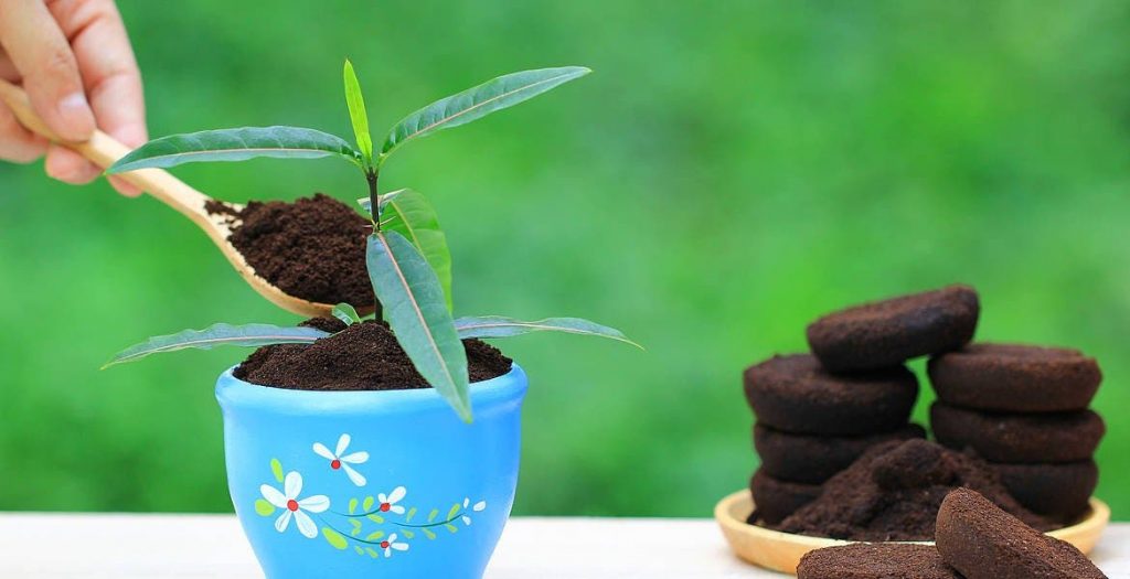 10 utilisations du marc de café qui vont changer votre façon de jardiner