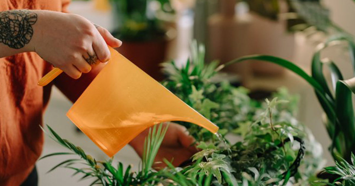 La majorité des gens arrosent mal leurs plantes : voici la bonne manière