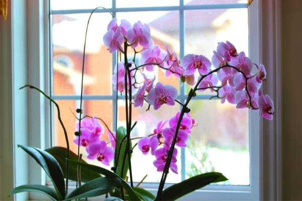 Mes 7 Secrets Pour Faire Refleurir une Orchidée à Tous les Coups