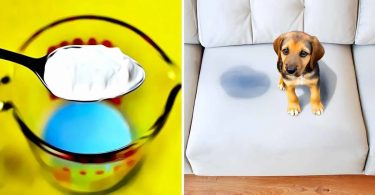 Voici comment éliminer l’odeur d’urine des chats et chiens des matelas, canapés, tapis et vêtements