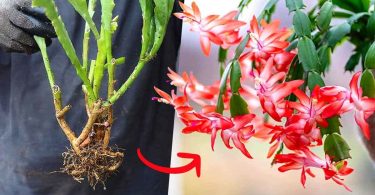 Voici comment reproduire une orchidée cactus à partir de tiges