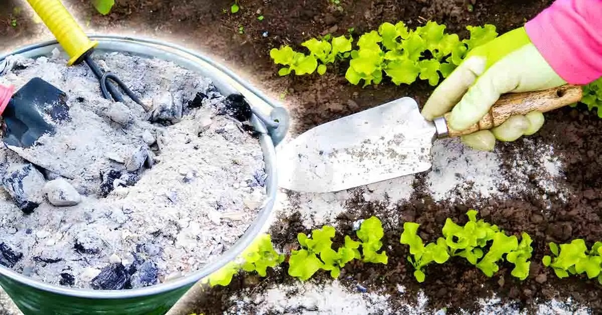 Cendre de bois pour le jardin : 4 secrets à connaître