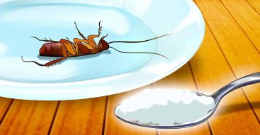 Comment le bicarbonate de soude vous aide-t-il à vous débarrasser des insectes dans la maison ?