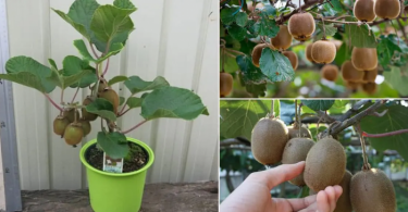 Comment faire pousser un jeune arbre de kiwi dans un pot