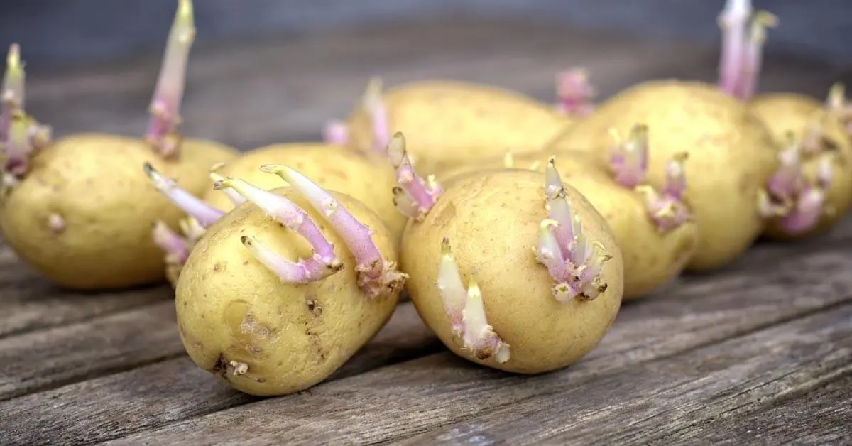 Pommes de terre germées : Pouvez-vous les manger ?