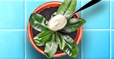 Comment utiliser la mayonnaise périmée pour fertiliser les plantes ?