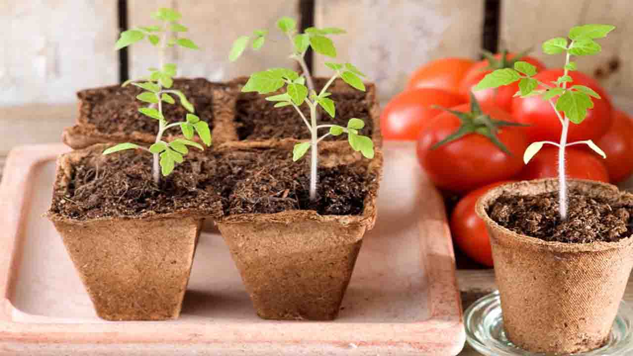 13 Astuces Pour Faire Pousser Plus de Tomates, Plus Grosses et Plus Savoureuses