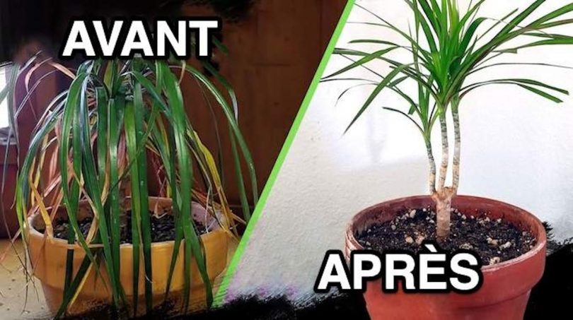 4 Secrets de Jardinier Pour Sauver une Plante MORTE (et la Faire Repartir)