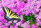 Papillons : 10 Belles Fleurs Pour Les Attirer Dans Son Jardin