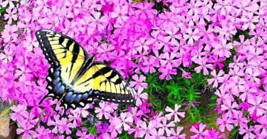 Papillons : 10 Belles Fleurs Pour Les Attirer Dans Son Jardin