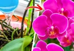 Les orchidées seront fleuries toute l’année si vous les arrosez avec ce produit naturel