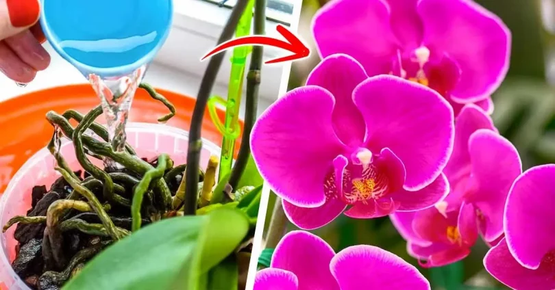 Les orchidées seront fleuries toute l’année si vous les arrosez avec ce produit naturel